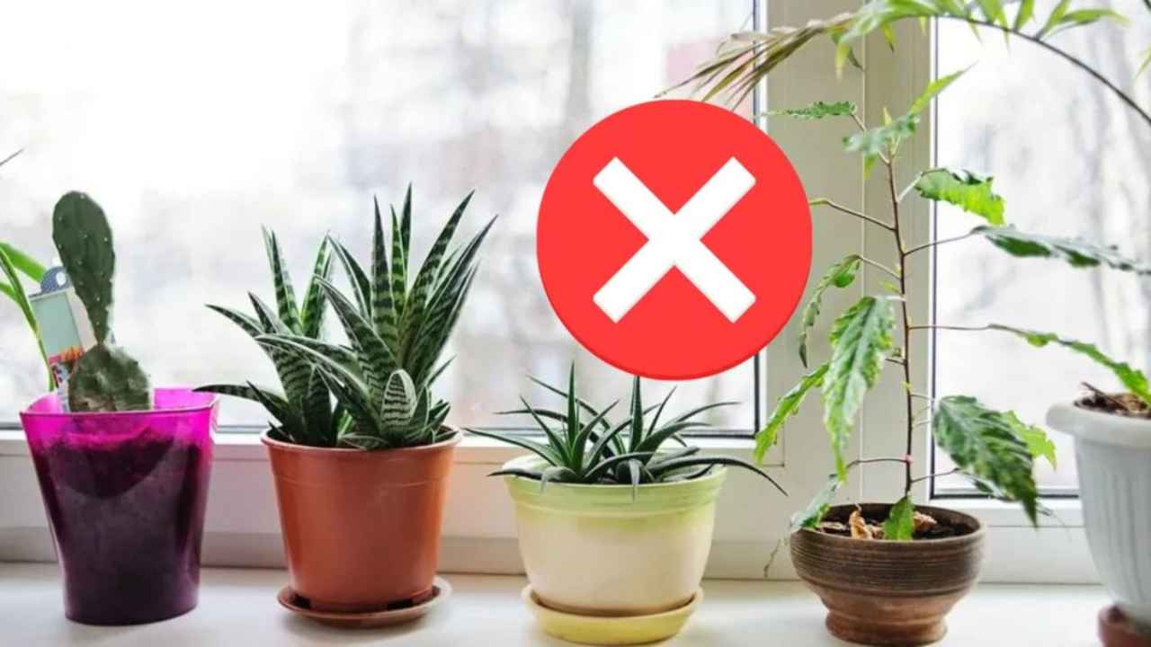 Las macetas pasaron de moda